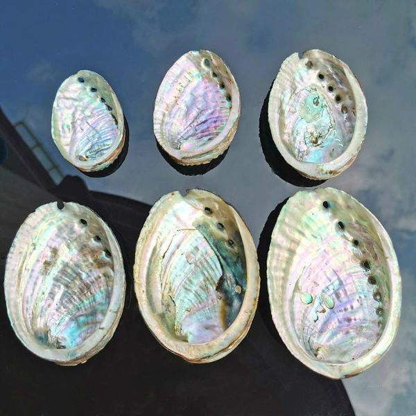 novelty items 5 sizes abalone shell nautical decor seashell beach wedding shells ocean jewelry diy soap dish aquarium home
novelty items 5 sizes abalone shell nautical decor seashell beach wedding shells ocean jewelry diy soap dish aquarium home