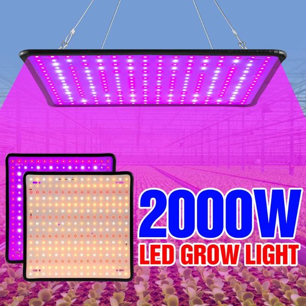 phyto grow lamp 2000w seedling fito lamps full spectrum led panel growth light for greenhouse plants lights 2835 chip
phyto grow lamp 2000w seedling fito lamps full spectrum led panel growth light for greenhouse plants lights 2835 chip