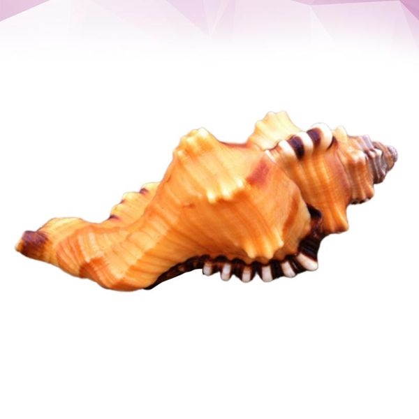 natural creative aquarium shell conch decor unique landscape accessories stylish fish tank ornament for home office decorations
natural creative aquarium shell conch decor unique landscape accessories stylish fish tank ornament for home office decorations