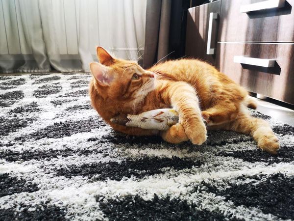 cat toys creative pet toy 3d fish shape interactive gifts catnip stuffed pillow doll simulation playing
cat toys creative pet toy 3d fish shape interactive gifts catnip stuffed pillow doll simulation playing