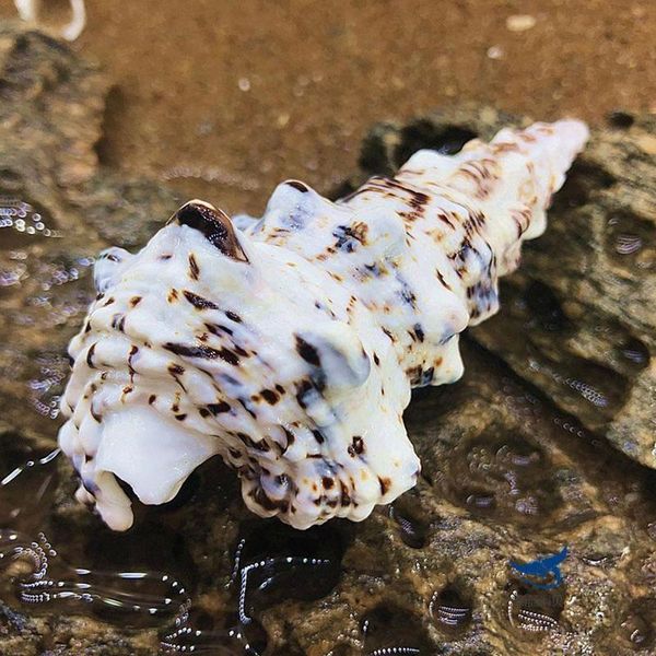 novelty items natural conch shell spiral snail strange tower snails european crab aquarium landscaping decoration for fish tanks
novelty items natural conch shell spiral snail strange tower snails european crab aquarium landscaping decoration for fish tanks