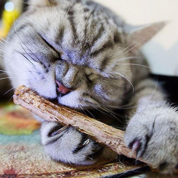 cat toys 5pcs pure natural catnip molar toothpaste stick cleaning teeth silvervine pet kitten sticks chew for cats
cat toys 5pcs pure natural catnip molar toothpaste stick cleaning teeth silvervine pet kitten sticks chew for cats