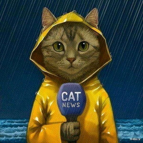 paintings gatyztory frame cat diy painting by numbers animal canvas colouring handpainted kits wall decor 60Ã75cm gift
paintings gatyztory frame cat diy painting by numbers animal canvas colouring handpainted kits wall decor 60Ã75cm gift