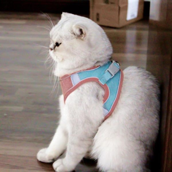 dog collars & leashes cat safety vest harness adjustable traction rope with reflective strips multi-color fixed anti-bite and anti-lost coll
dog collars & leashes cat safety vest harness adjustable traction rope with reflective strips multi-color fixed anti-bite and anti-lost coll