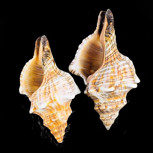 novelty items 1pc natural conch shofar shell nautical home decor specimen craft striped snail seashells aquarium landscape fish tank
novelty items 1pc natural conch shofar shell nautical home decor specimen craft striped snail seashells aquarium landscape fish tank