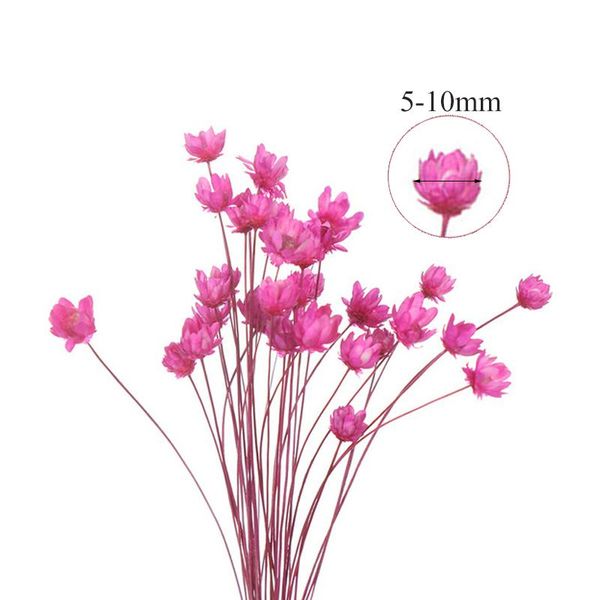 decorative flowers & wreaths diy small star flower dried sky chrysanthemum decoration shooting props lipstick glue s7a7824
decorative flowers & wreaths diy small star flower dried sky chrysanthemum decoration shooting props lipstick glue s7a7824