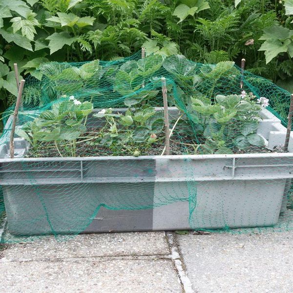 shade 1 set garden plant netting anti bird net gardening protective anti-bird shield mesh with pegs cable ties protecting
shade 1 set garden plant netting anti bird net gardening protective anti-bird shield mesh with pegs cable ties protecting
