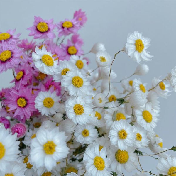 decorative flowers & wreaths real natural eternal flower diy helichrysum material wedding party home decoration preserved dried daisy bouque
decorative flowers & wreaths real natural eternal flower diy helichrysum material wedding party home decoration preserved dried daisy bouque