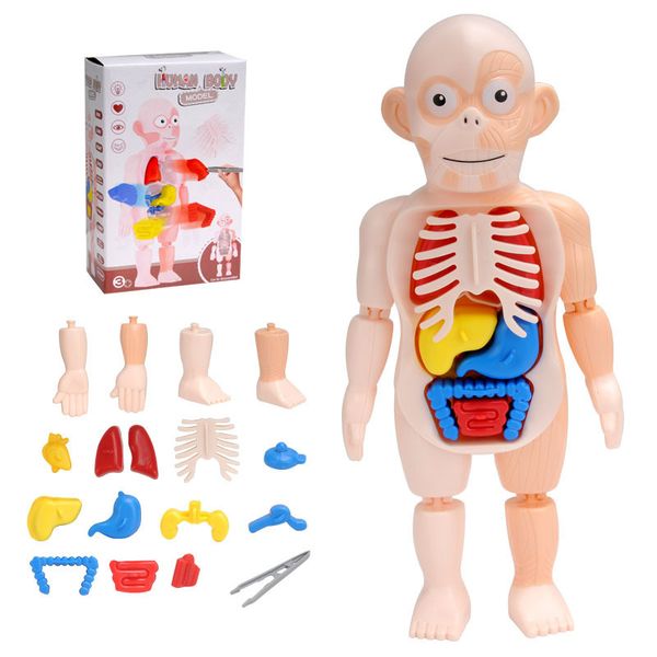 Kid Montessori 3D Puzzle Human Body Anatomy Model Educational Learning Organ Assembled Toy Body Organ Teaching Tool For Children
Kid Montessori 3D Puzzle Human Body Anatomy Model Educational Learning Organ Assembled Toy Body Organ Teaching Tool For Children