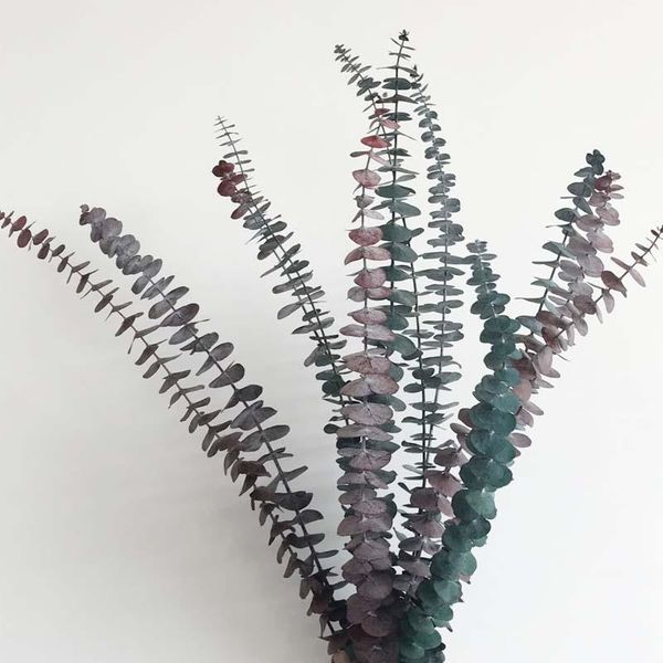 decorative flowers & wreaths 35-50cm/6pcs real dried natural fresh forever eucalyptus branches,decorative grass coins,dry preserved plants e
decorative flowers & wreaths 35-50cm/6pcs real dried natural fresh forever eucalyptus branches,decorative grass coins,dry preserved plants e