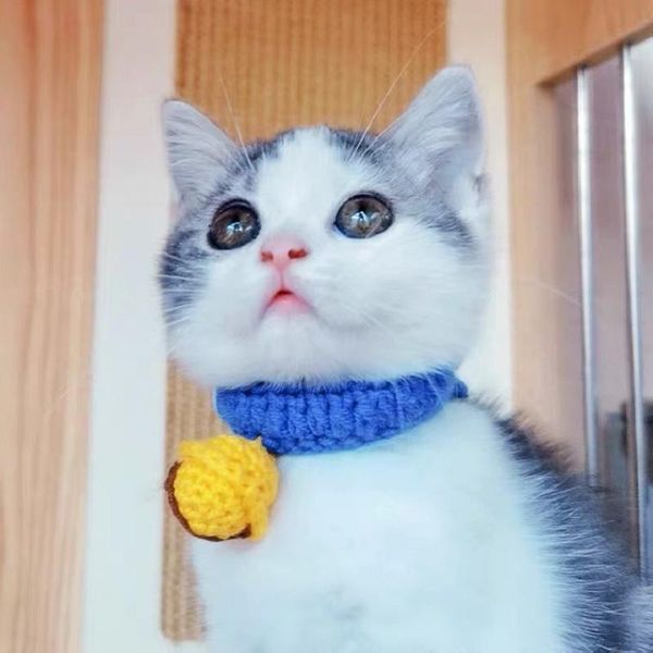 cat collars & leads hand made knitting silent bell neck collar for lacing style cherry pet dog
cat collars & leads hand made knitting silent bell neck collar for lacing style cherry pet dog