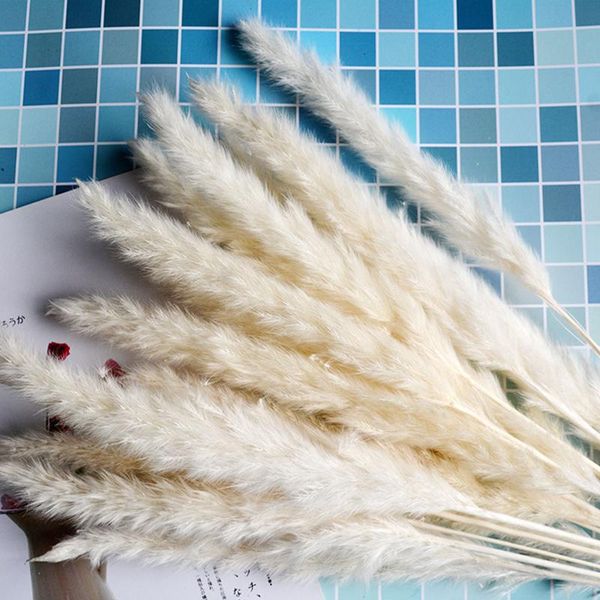 decorative flowers & wreaths 15pcs artificial pampas grass bouquet light color wedding bunch natural dried olidayee party home
decorative flowers & wreaths 15pcs artificial pampas grass bouquet light color wedding bunch natural dried olidayee party home
