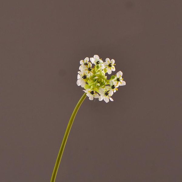 decorative flowers & wreaths mbf fake velvet ornithogalum flower artificial branch for wedding home decor arrangement materials
decorative flowers & wreaths mbf fake velvet ornithogalum flower artificial branch for wedding home decor arrangement materials