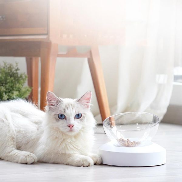 dogs feeders cat feeding bowl pet supplies bowls with raised stand for cats double dog &
dogs feeders cat feeding bowl pet supplies bowls with raised stand for cats double dog &