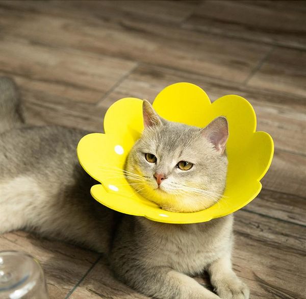 cat collars & leads sun flower shape puppy neck protective circle collar anti bite grasping licking elizabethan cute
cat collars & leads sun flower shape puppy neck protective circle collar anti bite grasping licking elizabethan cute