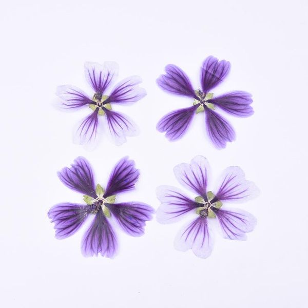 decorative flowers & wreaths 24pcs pressed dry mallow,nature real touch flower petals, diy party craft po bookmark gift card,flores secas fa
decorative flowers & wreaths 24pcs pressed dry mallow,nature real touch flower petals, diy party craft po bookmark gift card,flores secas fa
