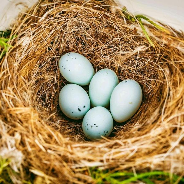 bird cages natural coconut palm fiber pad nest building hiding out supplies 250g 500g coir mat for birds egg cage house
bird cages natural coconut palm fiber pad nest building hiding out supplies 250g 500g coir mat for birds egg cage house