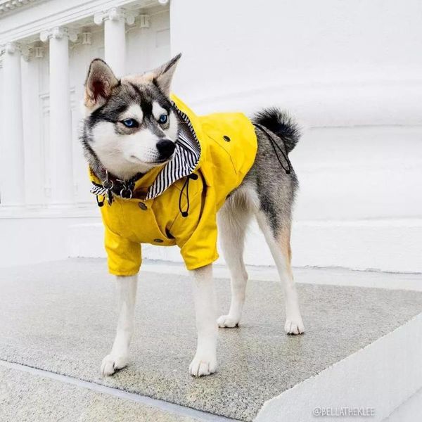dog apparel pet clothes for puppy windproof jacket french bulldos raincoat waterproof sport hoodies jackets
dog apparel pet clothes for puppy windproof jacket french bulldos raincoat waterproof sport hoodies jackets