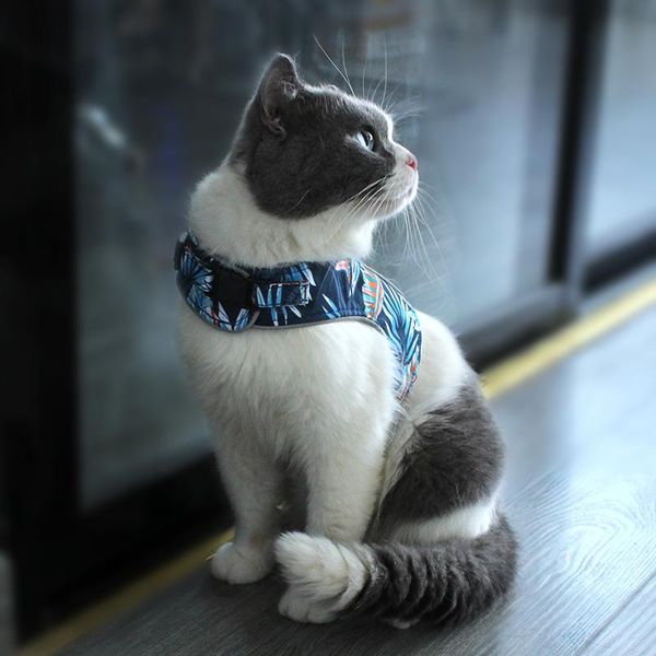 cat collars & leads breathable dog harness and leash set reflective outdoor pet vest puppy kitten accessories
cat collars & leads breathable dog harness and leash set reflective outdoor pet vest puppy kitten accessories