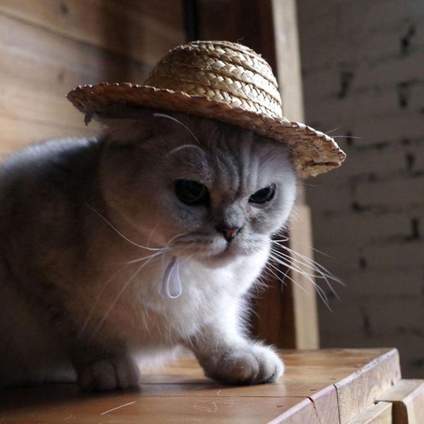 dog apparel fashion pet supplies mini dogs straw hat cat sun beach party hats hawaii style for funny accessories
dog apparel fashion pet supplies mini dogs straw hat cat sun beach party hats hawaii style for funny accessories