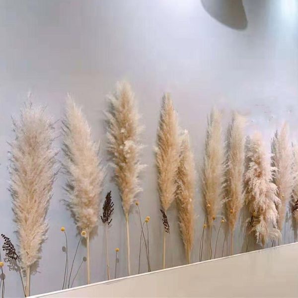 55cm pampas beige feather wedding decoration flower large fluffy natural real dried wholesale decorative flowers & wreaths
55cm pampas beige feather wedding decoration flower large fluffy natural real dried wholesale decorative flowers & wreaths