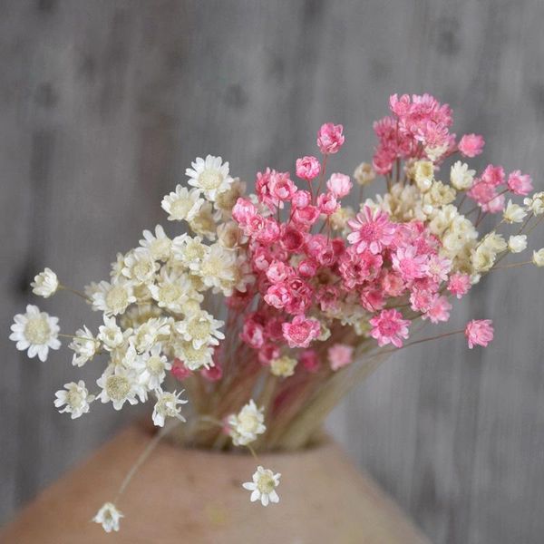 decorative flowers & wreaths 30pcs dried small star mini daisy preserved floral natural wedding party home living room decor accessories
decorative flowers & wreaths 30pcs dried small star mini daisy preserved floral natural wedding party home living room decor accessories