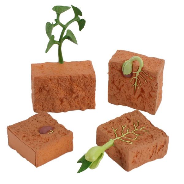 decorative objects & figurines early science education plant cognitive growth life cycle model simulation bean seed teaching aids decoration
decorative objects & figurines early science education plant cognitive growth life cycle model simulation bean seed teaching aids decoration