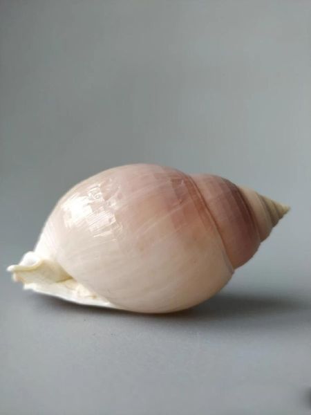 novelty items naturally selected collectibles, the most rare and conch with a lid, pear-shaped
novelty items naturally selected collectibles, the most rare and conch with a lid, pear-shaped