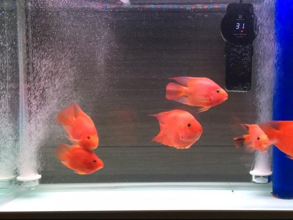 air pumps & accessories pump aquarium stone fish tank refiner nano mute bubble oxygen
air pumps & accessories pump aquarium stone fish tank refiner nano mute bubble oxygen