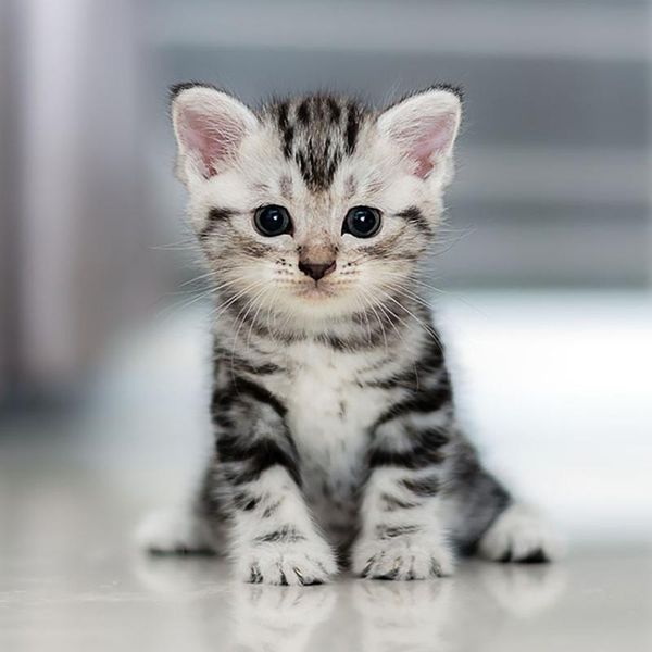 diamond painting 5d diy full square/round drill embroidery "cute kitten" cross stitch rhinestone mosaic decor kbl
diamond painting 5d diy full square/round drill embroidery "cute kitten" cross stitch rhinestone mosaic decor kbl