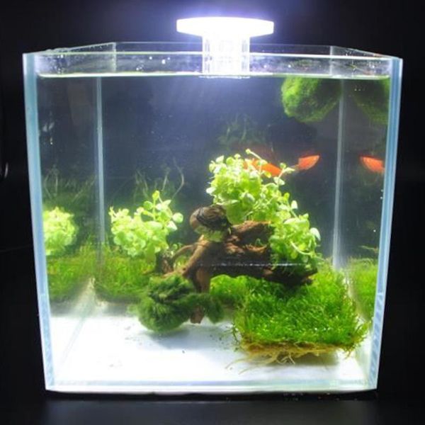 aquariums lighting aquarium led fan-shaped clamp lamp with 8pcs high light smd5730 leds fish tank white
aquariums lighting aquarium led fan-shaped clamp lamp with 8pcs high light smd5730 leds fish tank white