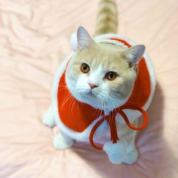 cat costumes skin friendly beautiful pet kitten cape costume eco-friendly pompom for festival
cat costumes skin friendly beautiful pet kitten cape costume eco-friendly pompom for festival