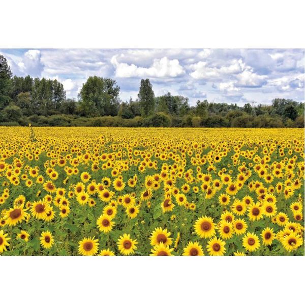 party decoration forest backdrop sunflowers flower sea born wedding holiday pography background po booth studio props
party decoration forest backdrop sunflowers flower sea born wedding holiday pography background po booth studio props