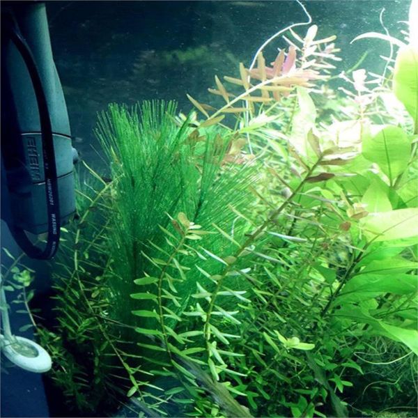 artificial plastic plants aquarium wonder grass ornament decor landscape for fish tank decoration decorations
artificial plastic plants aquarium wonder grass ornament decor landscape for fish tank decoration decorations