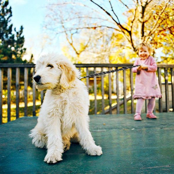 dog collars & leashes pet products leash for small large dogs reflective rope pets lead dog-collar nylon running a
dog collars & leashes pet products leash for small large dogs reflective rope pets lead dog-collar nylon running a