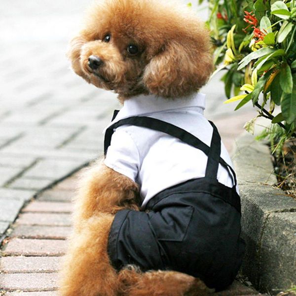 dog apparel pet fashion western style soft cotton solid clothes autumn winter sets for small dogs dc770
dog apparel pet fashion western style soft cotton solid clothes autumn winter sets for small dogs dc770