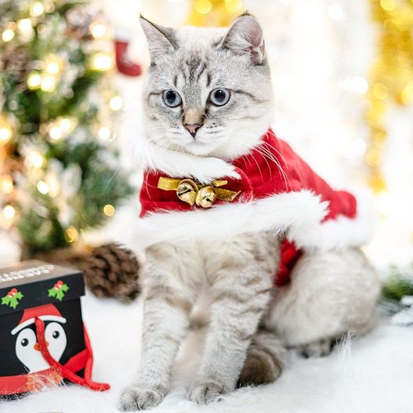 cat costumes christmas funny santa claus clothes for small cats dogs xmas year pet clothing winter kitten outfits pug york
cat costumes christmas funny santa claus clothes for small cats dogs xmas year pet clothing winter kitten outfits pug york