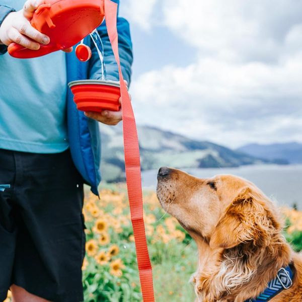dog collars & leashes durable retractable leash nylon foldable travel bowl portable puppy water bottle outdoor pet walking running traction