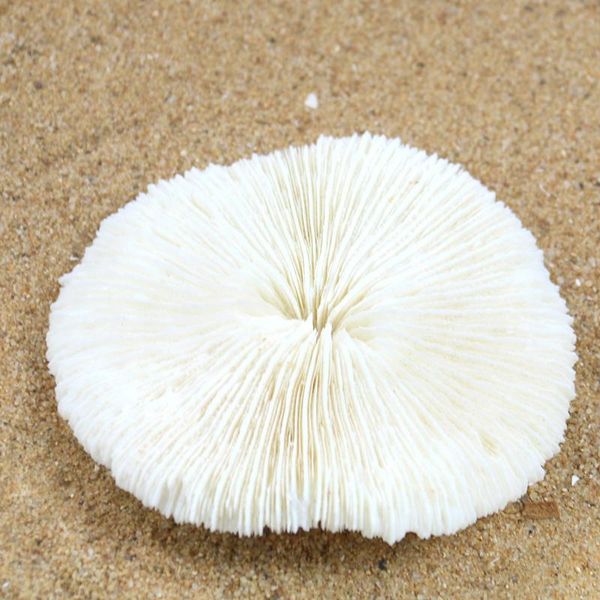 natural sea coral shell conch mushroom specimen fish tank aquarium decoration accessories aquatic pet supplies decorations
natural sea coral shell conch mushroom specimen fish tank aquarium decoration accessories aquatic pet supplies decorations
