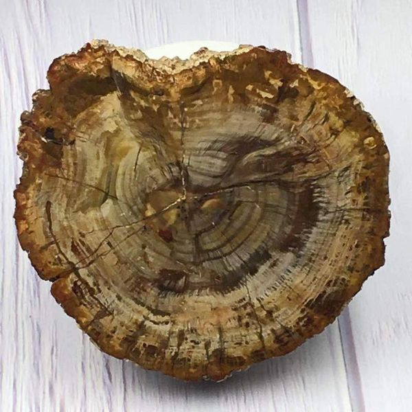 decorative objects & figurines natural madagascar petrified wood crystal polish for furnishing pieces healing home decor
decorative objects & figurines natural madagascar petrified wood crystal polish for furnishing pieces healing home decor