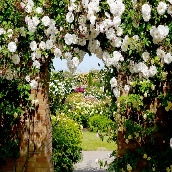 custom 3d wallpaper pastoral style rose landscape living room bedroom cafe romantic backdrop wall decor mural waterproof
custom 3d wallpaper pastoral style rose landscape living room bedroom cafe romantic backdrop wall decor mural waterproof