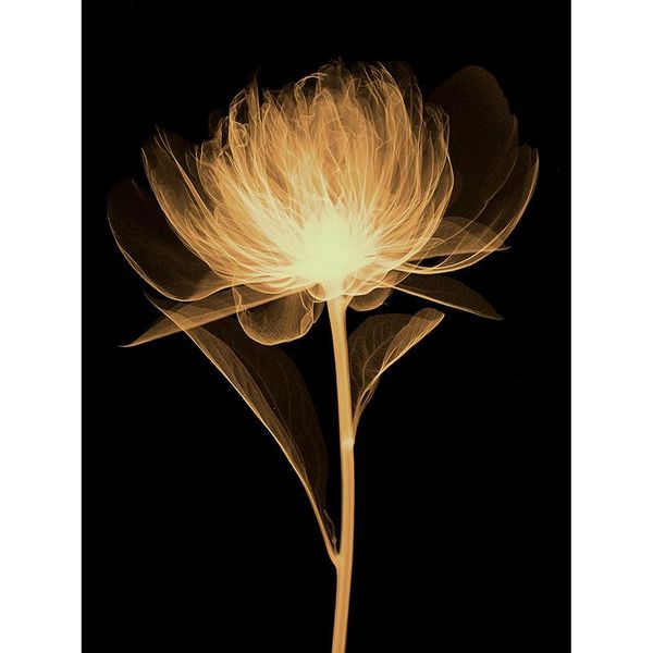 wall stickers three ratels qcf23 dream art flower self paste instead of mural bedroom decoration office
wall stickers three ratels qcf23 dream art flower self paste instead of mural bedroom decoration office