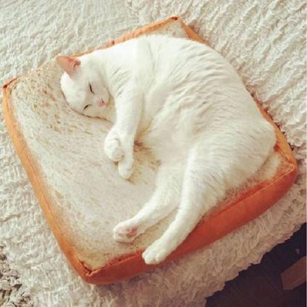 cat beds & furniture simulated bread toast mats stuffed pet supplies breads mat suministros para gatos tiragraffi panier chien gatto mascota
cat beds & furniture simulated bread toast mats stuffed pet supplies breads mat suministros para gatos tiragraffi panier chien gatto mascota