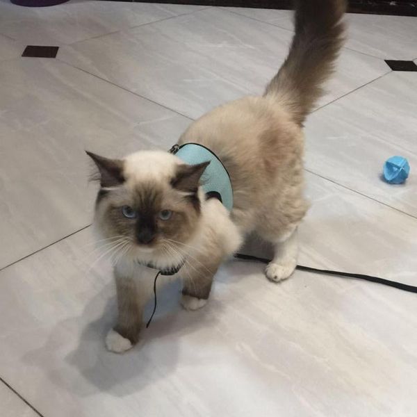 dog collars & leashes pet leash nylon dogs collar travel portable rning cat for large medium small supply
dog collars & leashes pet leash nylon dogs collar travel portable rning cat for large medium small supply