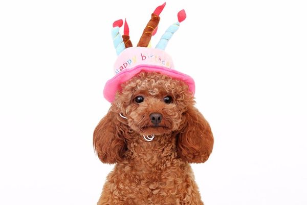 dog apparel design pet cat birthday hat doggy lovely caps dogs cats party hats puppy grooming accessories 1pcs
dog apparel design pet cat birthday hat doggy lovely caps dogs cats party hats puppy grooming accessories 1pcs