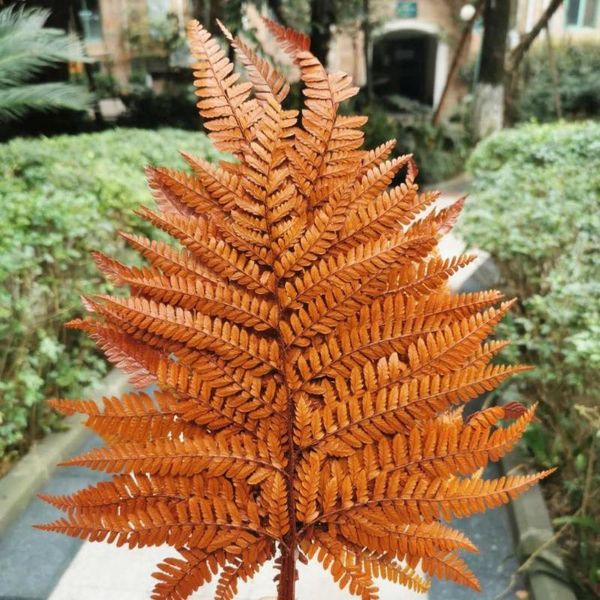 decorative flowers & wreaths 20pcs/bunch,natural preserved eternal fern leaves,dried for wedding party table decorations,flower arrangement
decorative flowers & wreaths 20pcs/bunch,natural preserved eternal fern leaves,dried for wedding party table decorations,flower arrangement