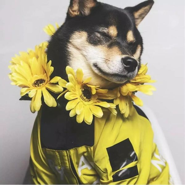 Dog Raincoat Jacket Cothes Windproof Cat Dog Jacket Fashion Waterproof Refective Pet Cothing arge dog Pets Coat
Dog Raincoat Jacket Cothes Windproof Cat Dog Jacket Fashion Waterproof Refective Pet Cothing arge dog Pets Coat