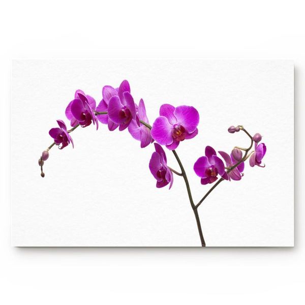 cushion/decorative pillow plant phalaenopsis flower branch bathroom non-slip doormat accessories living room kitchen
cushion/decorative pillow plant phalaenopsis flower branch bathroom non-slip doormat accessories living room kitchen