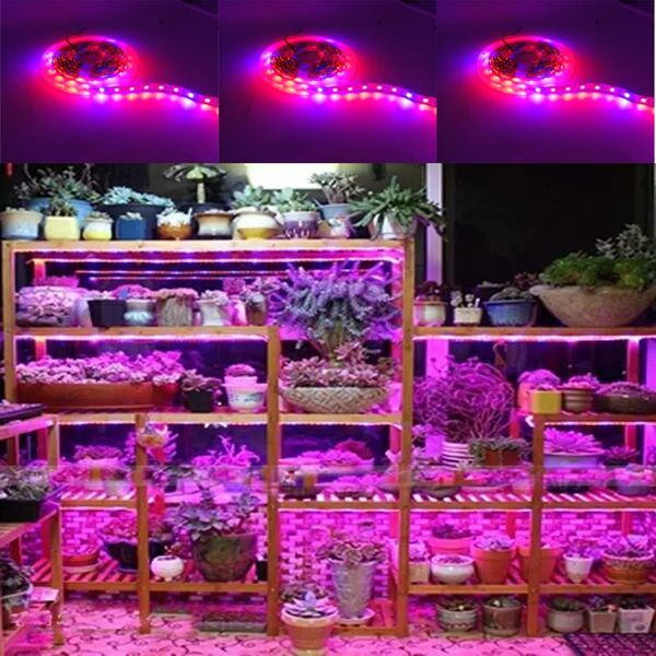 4red1blue led plant grow light smd 2835 hydroponic systems bar flowers and waterproof dc 12v lights