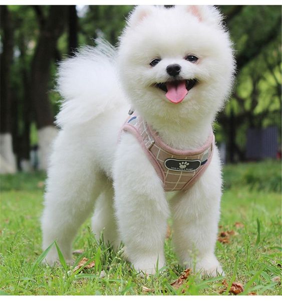 1.2m dog harness vest with traction rope reflective classical grid hauling cable for small medium training pet supplies collars & leashes
1.2m dog harness vest with traction rope reflective classical grid hauling cable for small medium training pet supplies collars & leashes